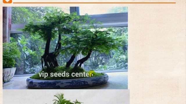 Опыт двух лет проращивания семян с AliExpress