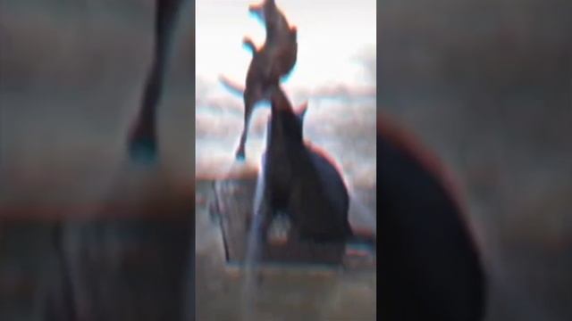 лайфстайл