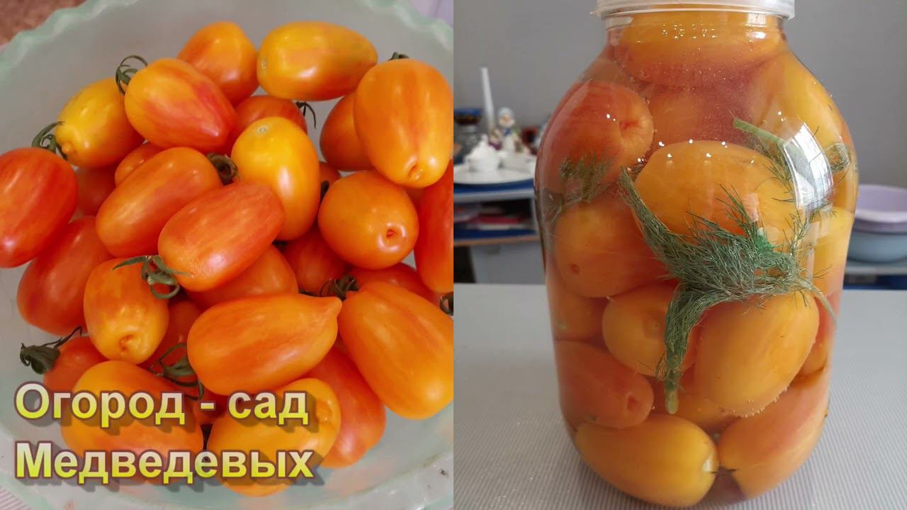 Подборка отличных тепличных сортов томатов для консервирования