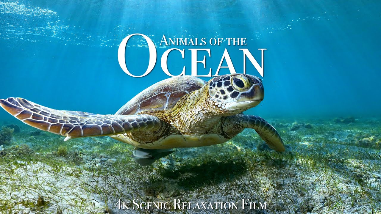 Океан В 4К Подводный Мир. Релакс Фильм
Animals of the Ocean 4K Scenic Wildlife Film