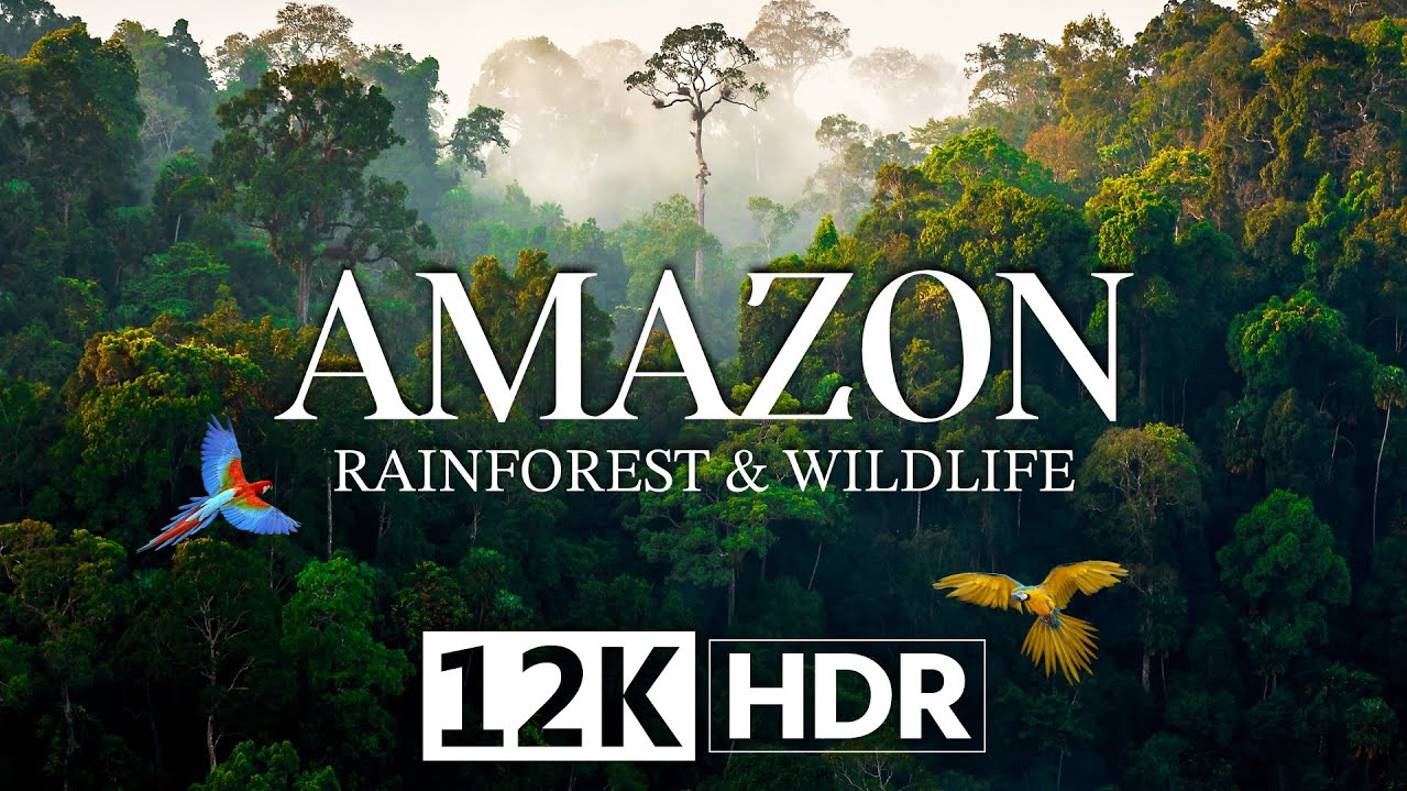 ЛЕСА АМАЗОНКИ и ДИКАЯ ПРИРОДА в 12K HDR 240fps DOLBY VISION