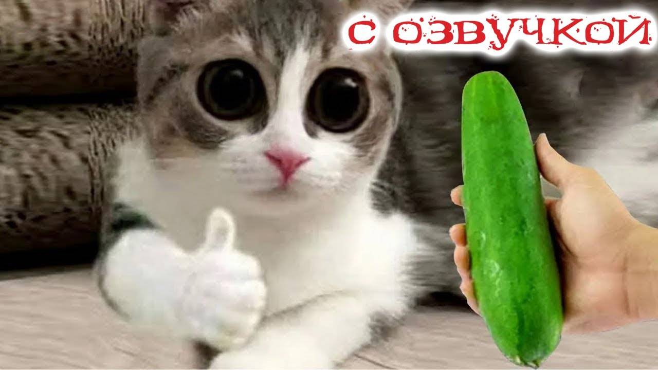 Приколы с котами! Смешные коты! - С ОЗВУЧКОЙ! Самые смешные животные!