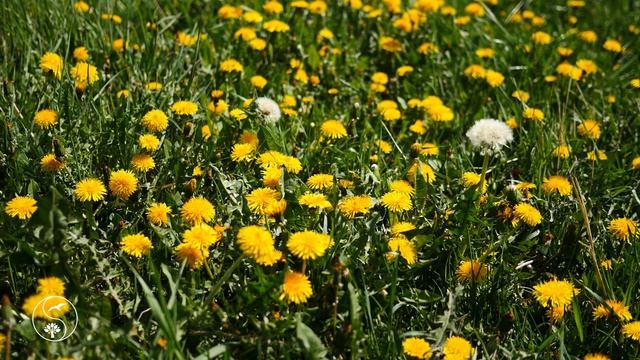 Звуки Природы, Пение Птиц, для Релаксации, Сна, Медитации | Relax 12 Часов с Красивой Природой