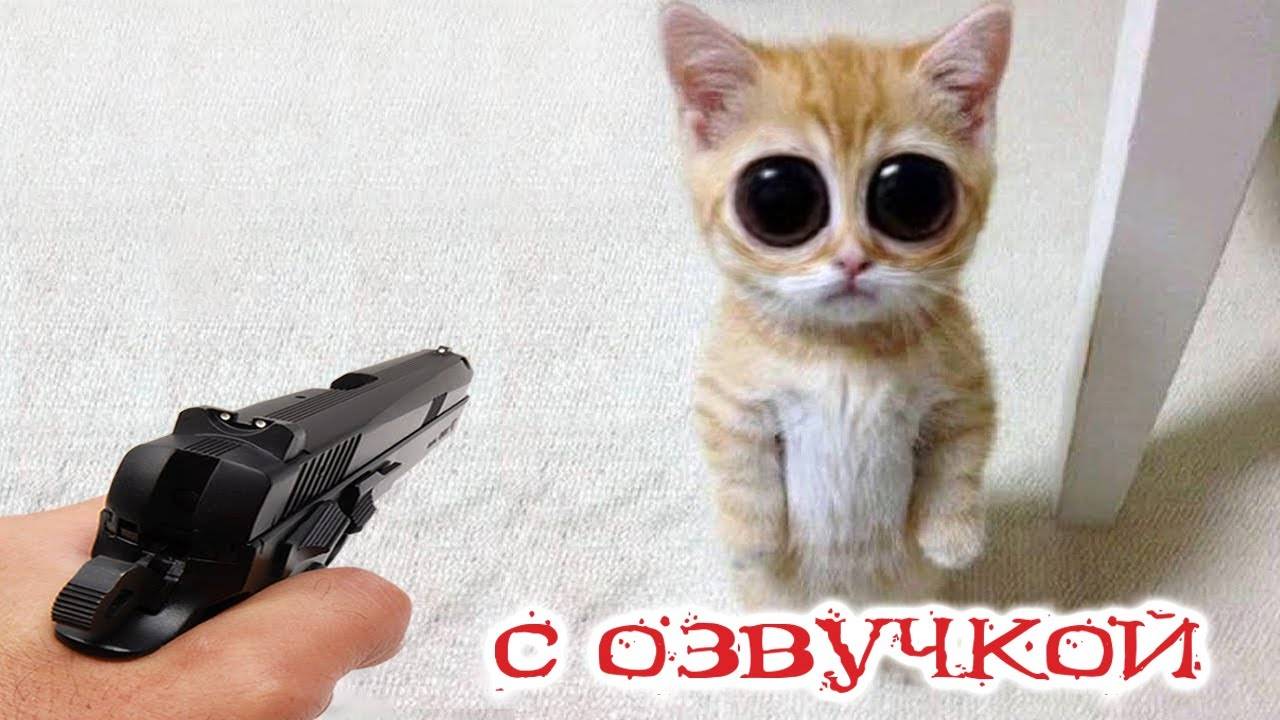 ПРИКОЛЫ С КОТАМИ - С ОЗВУЧКОЙ - Самые Смешные Животные - Смешное видео с котами!