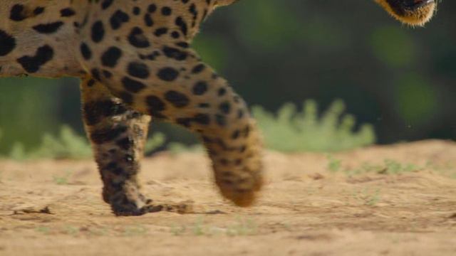 Удивительные животные 1 сезон 1 серия «Большие кошки» (документальный сериал, 2021)