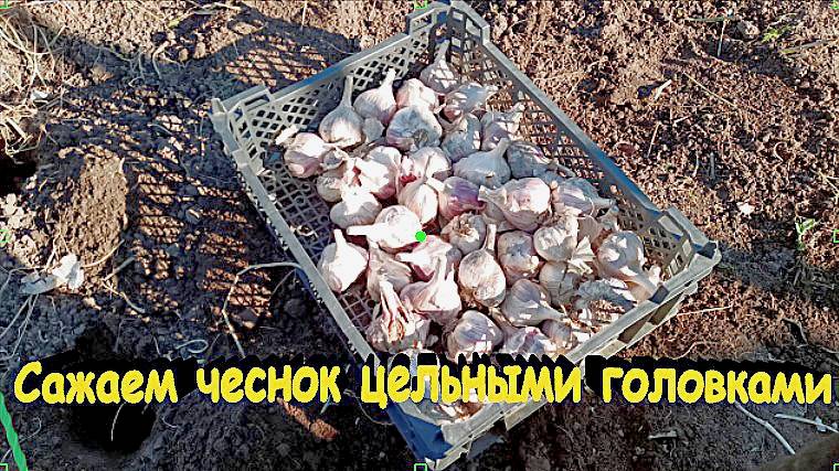 "Посадка чеснока цельными головками."#сад#огород#дача