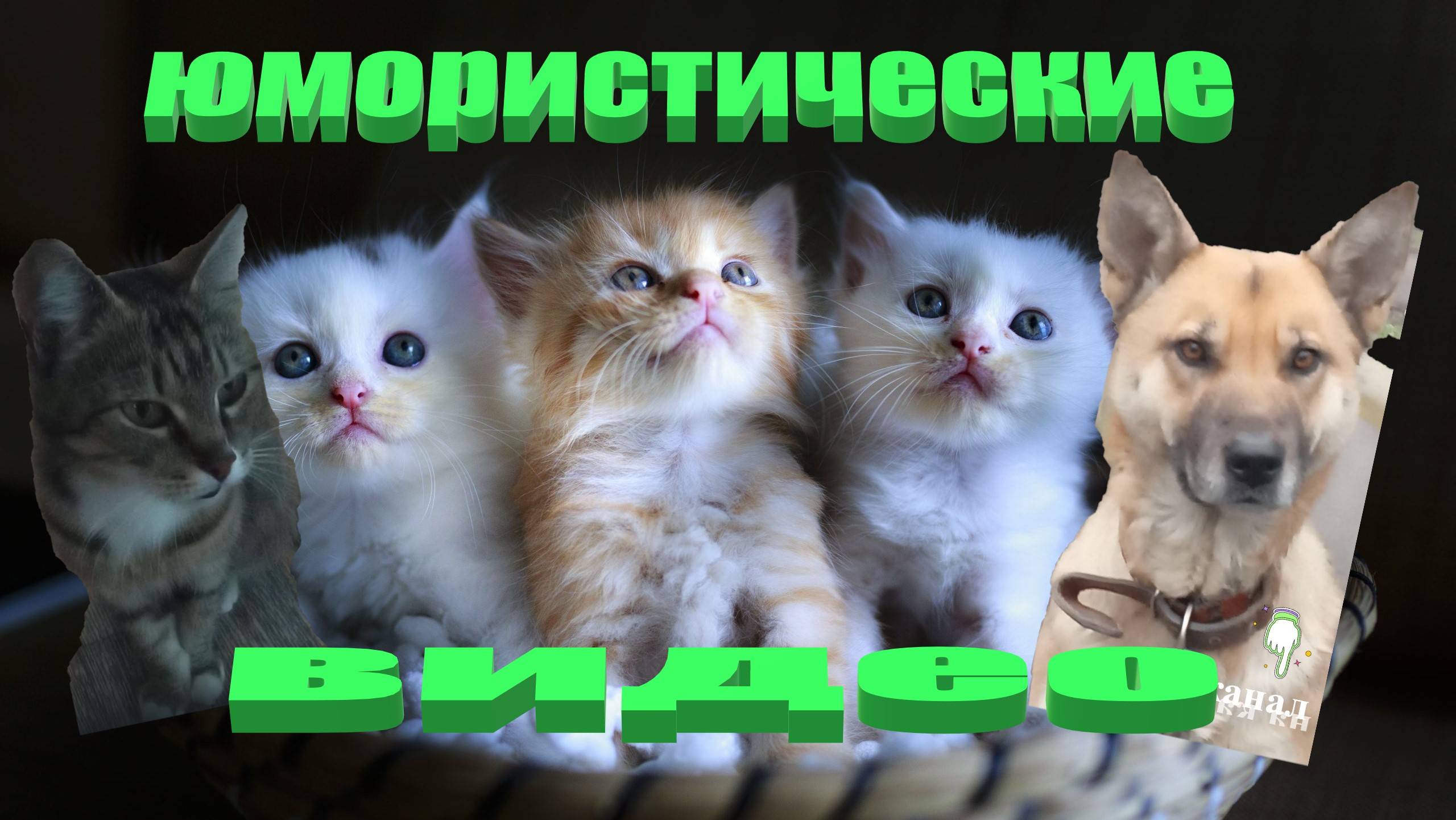 Удивительные животные выпуск первый 1