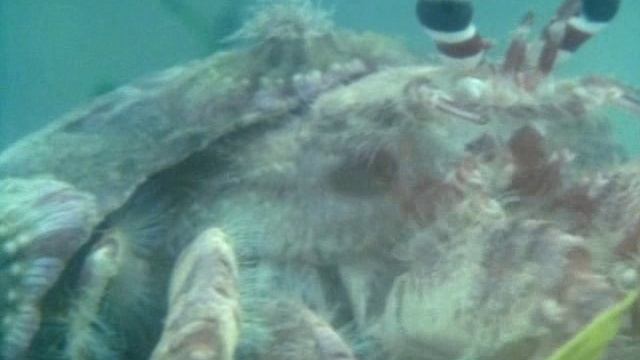 BBC: Живая планета 11 серия «Открытый океан» (документальный сериал, 1984)