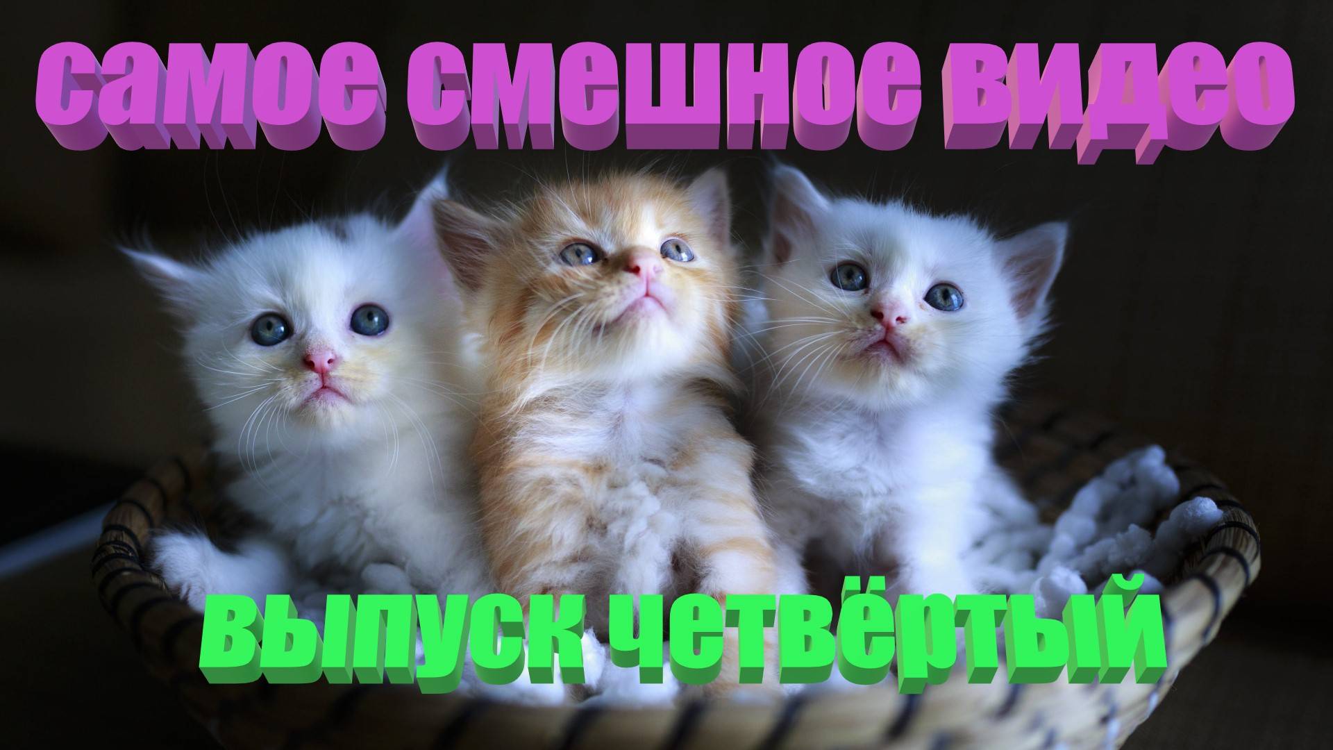 Удивительные животные выпуск четвёртый 😊🤣😂😊😊