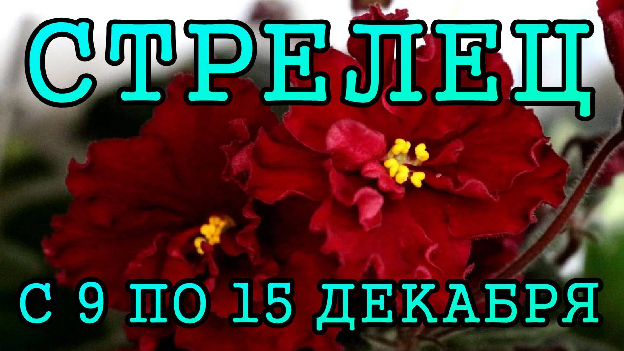 СТРЕЛЕЦ таро прогноз на неделю с 9 по 15 ДЕКАБРЯ 2024 года.