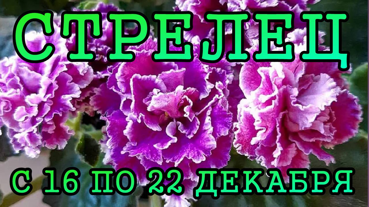 СТРЕЛЕЦ таро прогноз на неделю с 16 по 22 ДЕКАБРЯ 2024 года.