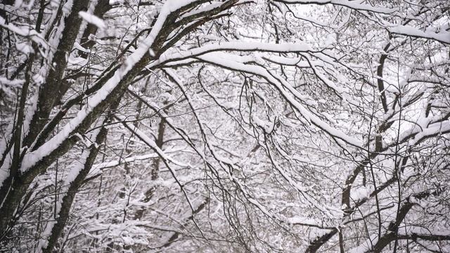 6619308-hd_1920_1080_25fps