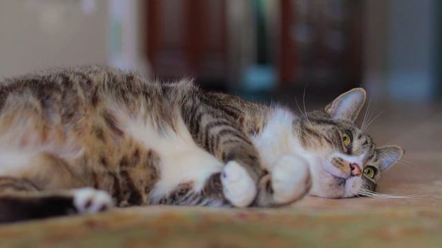 Домашние животные Звуки животных для детей  Учим как говорят животные