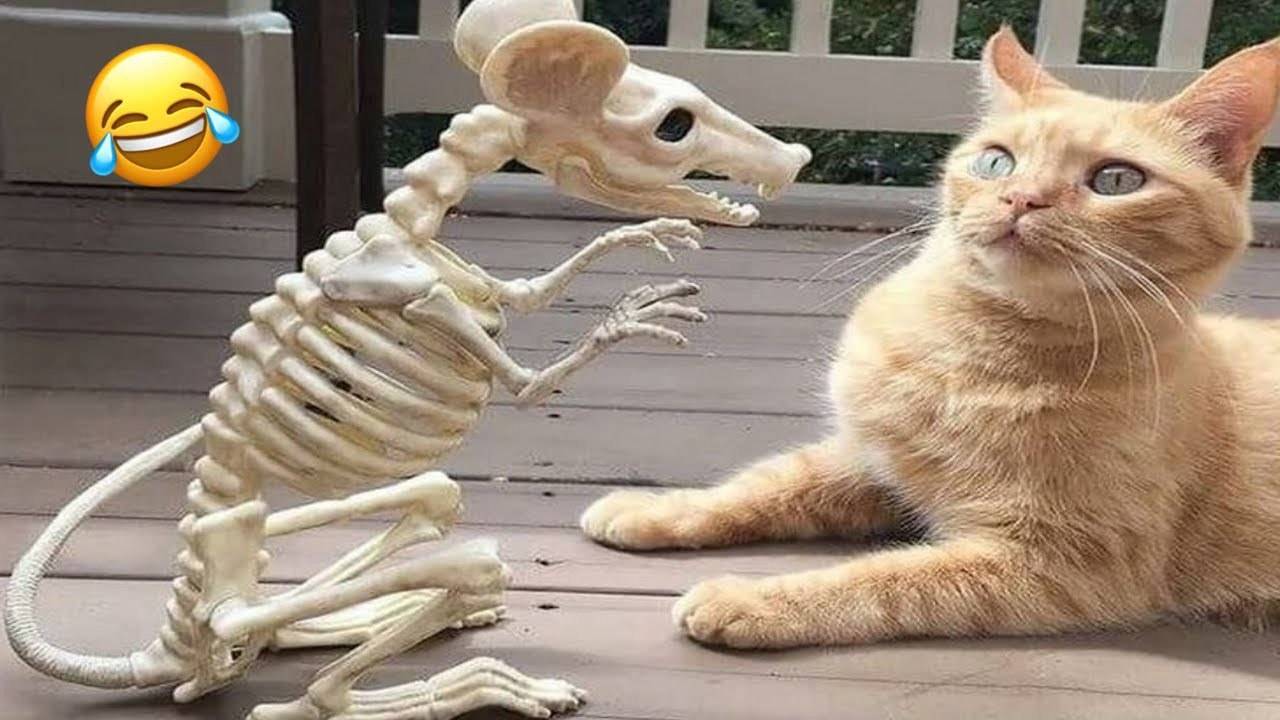 Смешные Коты🤣 Лучшие Приколы с Котами🤣, КОШКИ,❤️ ЖИВОТНЫЕ, ❤️СМЕШНОЕ ВИДЕО о Животных!