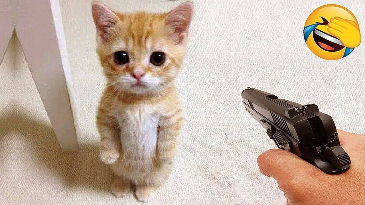 Приколы с котами 2025!😈 Смешные коты 2025!😈С ОЗВУЧКОЙ 2025!😈 СМЕШНЫЕ ЖИВОТНЫЕ 2025!