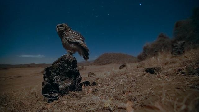 Земля ночью в цвете 1 сезон 1 серия «Саванны львов» (документальный сериал, 2020)