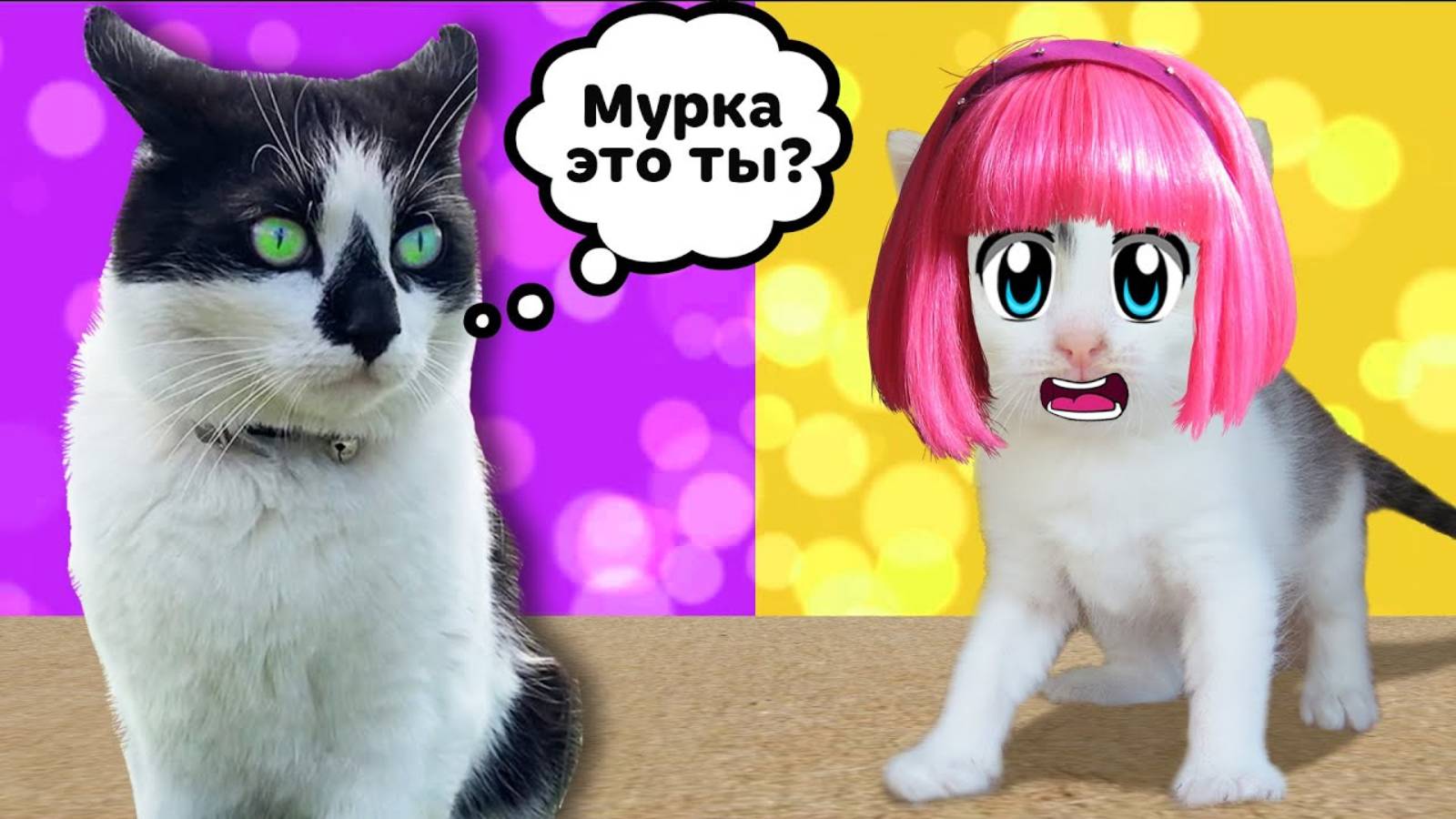 А ну-ка давай-ка | СМЕШНЫЕ РОЗЫГРЫШИ ДЛЯ КОТОВ! КОТ Малыш и КОШКА МУРКА и НОВЫЕ ПРИКОЛЫ !