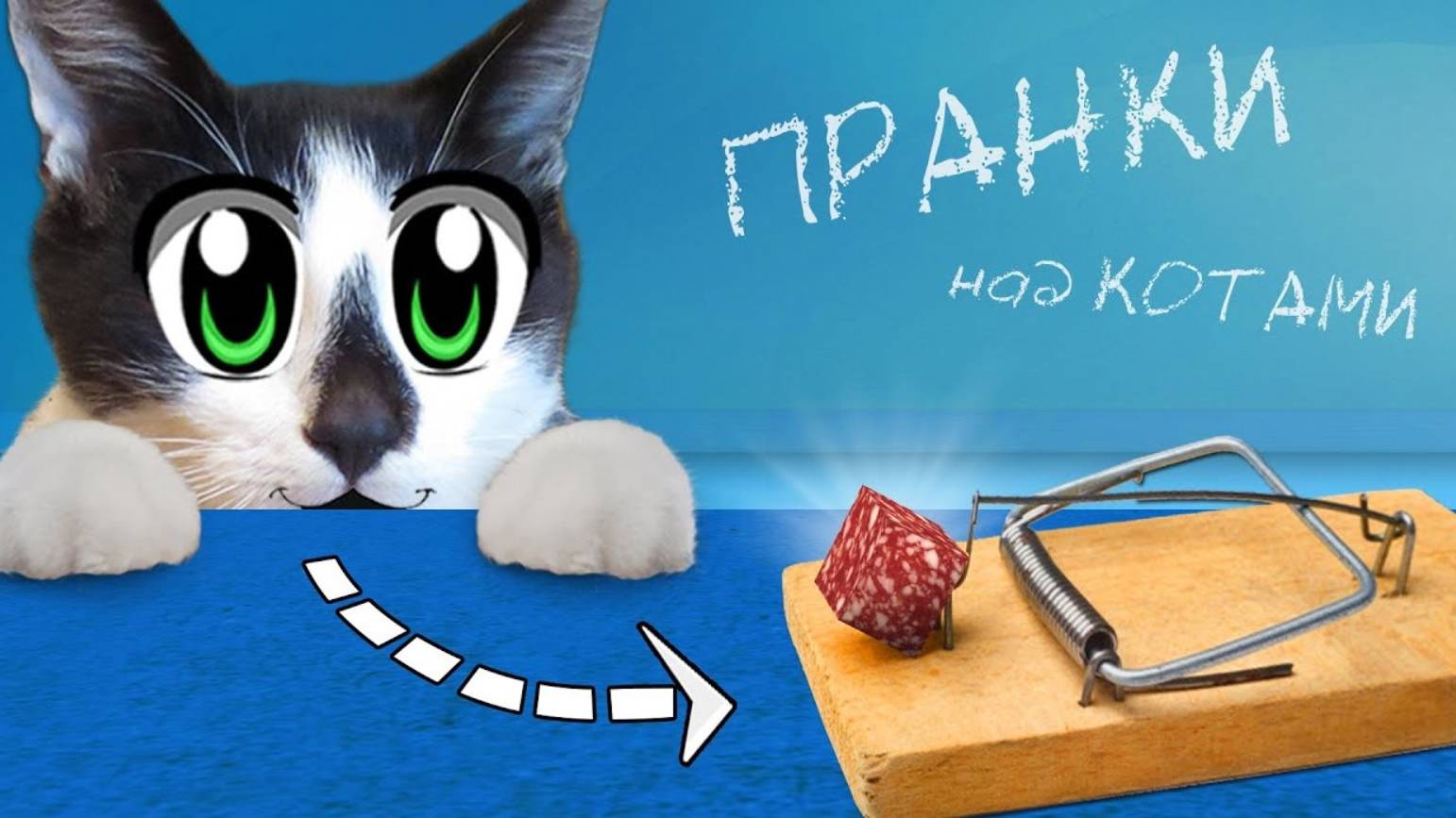 5 ПРАНКОВ над КОТАМИ ЛУЧШИЕ ПРИКОЛЫ с КОШКАМИ vs А ну-ка Давай-ка