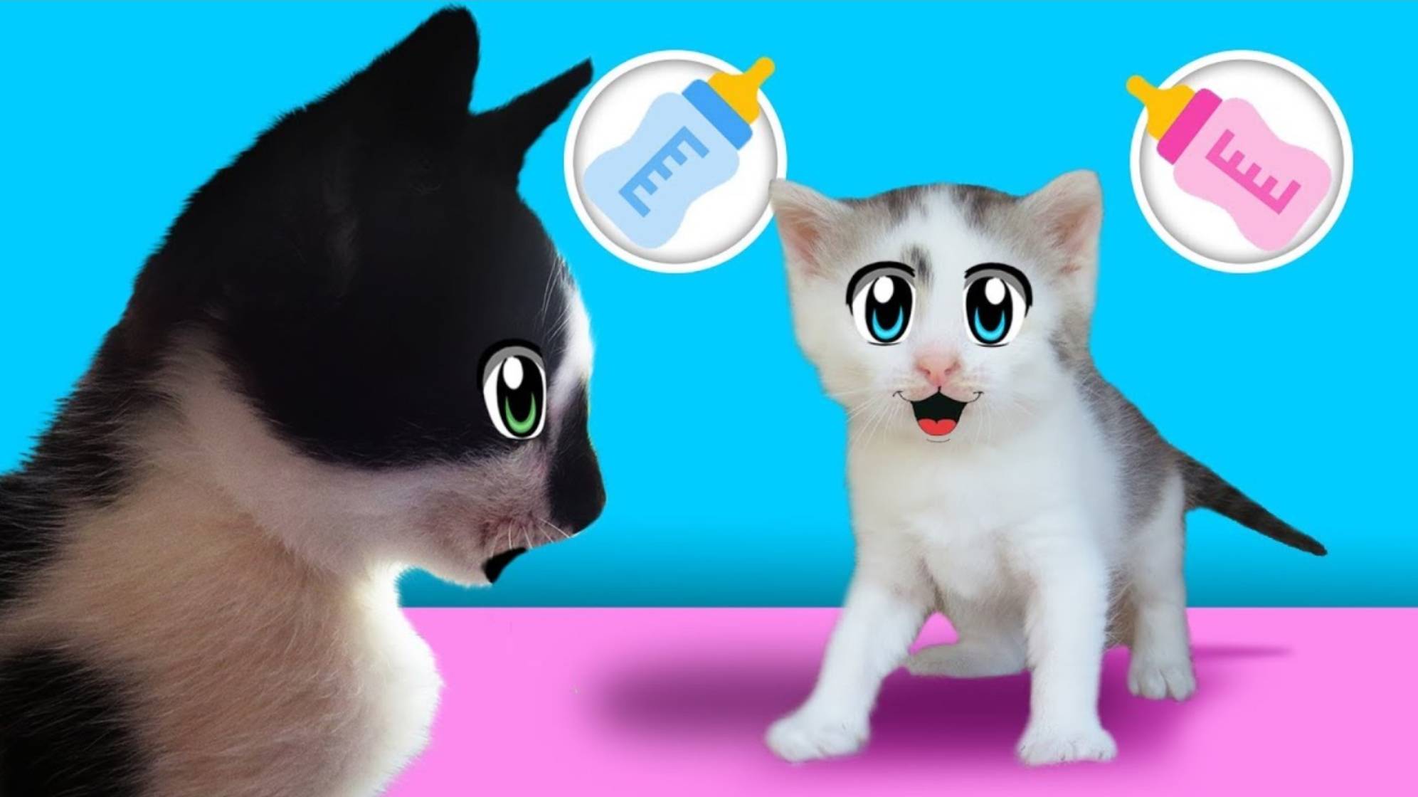 КОТ МАЛЫШ и его СЕКРЕТ ! КОШЕЧКА МУРЗЯ родила котенка Дайте ИМЯ милашке ! | А ну-ка давай-ка