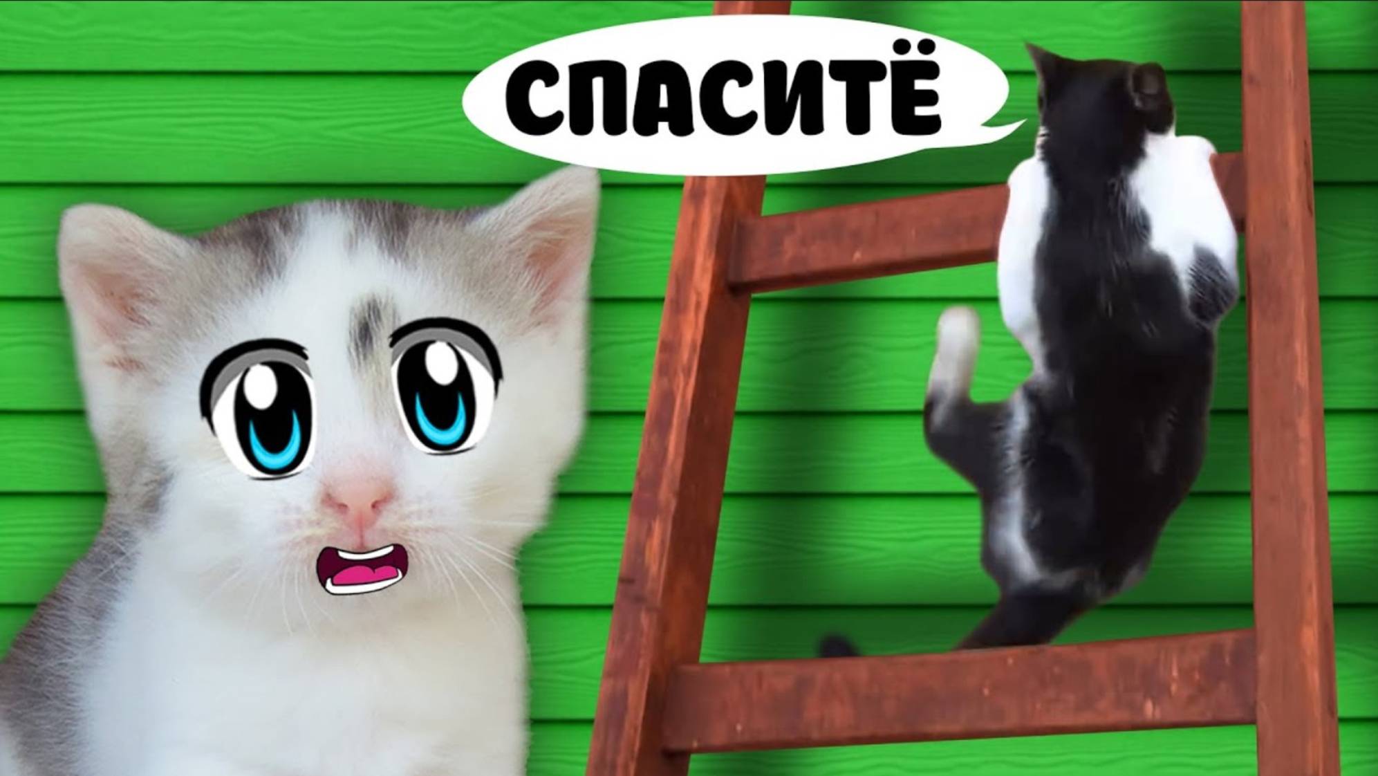 ЧЕЛЛЕНДЖ для КОТОВ! КТО ПЕРВЫЙ ПРОЙДЕТ ДЕВОЧКИ ИЛИ МАЛЬЧИКИ? ШКОЛА КОТОВ | А ну-ка давай-ка