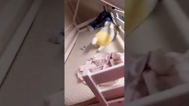 пиить  гого лпяьпя
