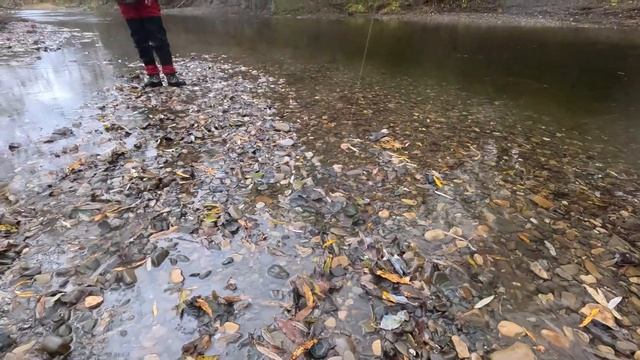На Сахалин к Борису Рябченкову @bobrees Реки и Море. Ис?