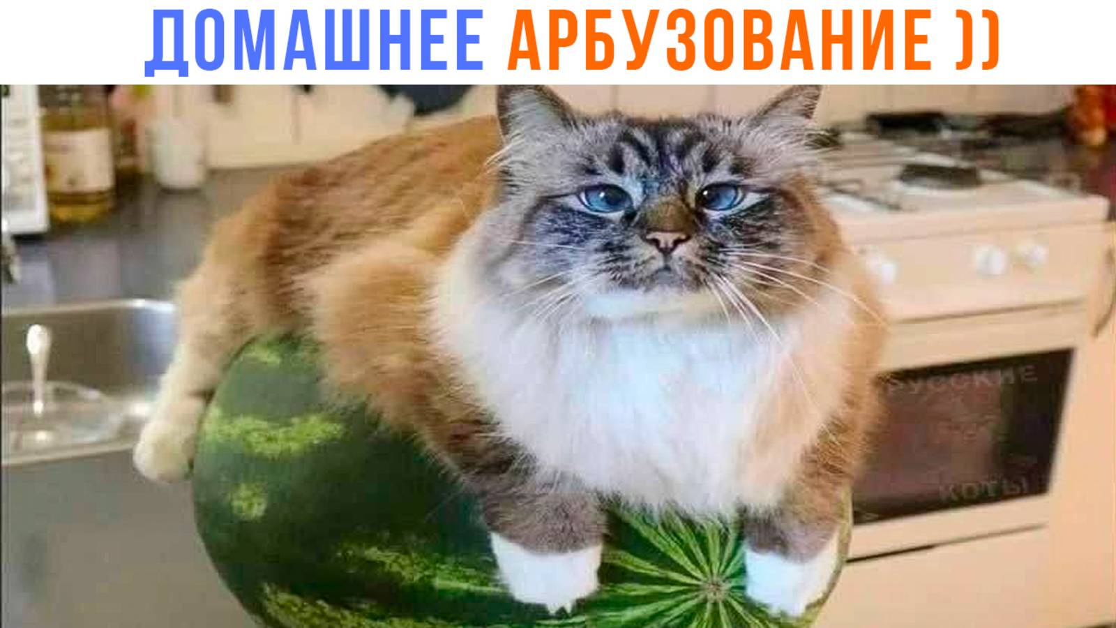 КОТ НА ДОМАШНЕМ АРБУЗОВАНИИ ))) Приколы с котами | Мемозг 1625