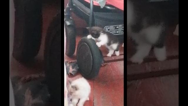 SVID_20250628_193946_1.mp4