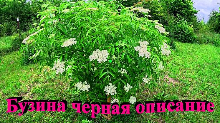 "Бузина черная вкусная и полезная."#сад#огород#дача