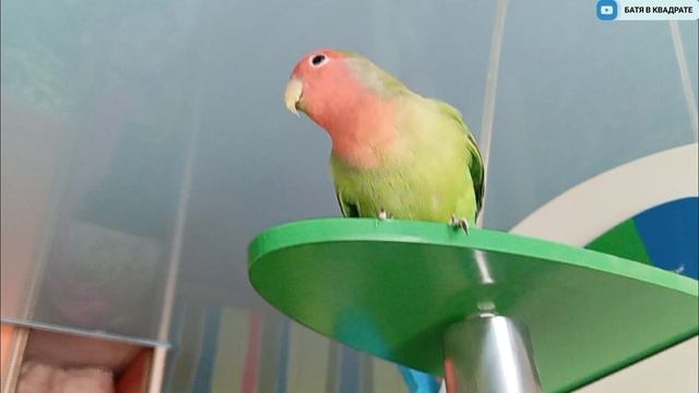 Попугай Джек - лëтчик🦜