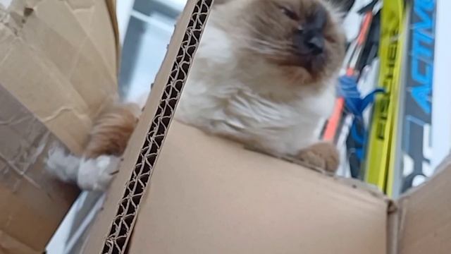 Анжелина играет с коробками Часть 1