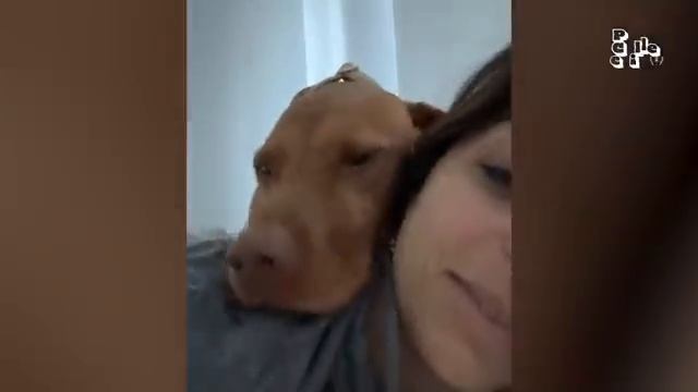 Смешные животные. Лучшее.
