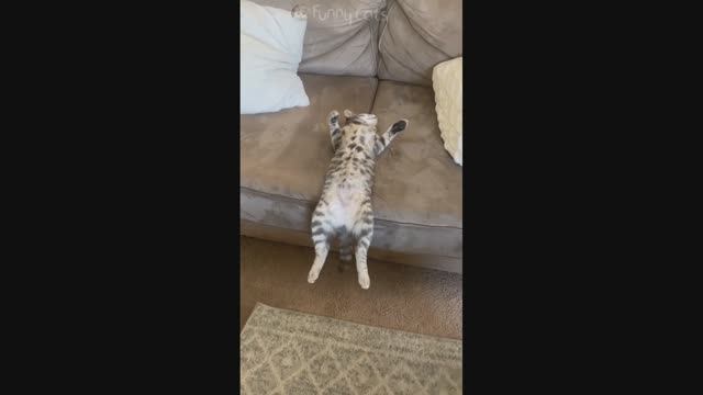 Смешные Коты #32