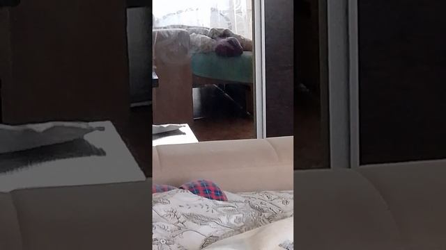 зонго