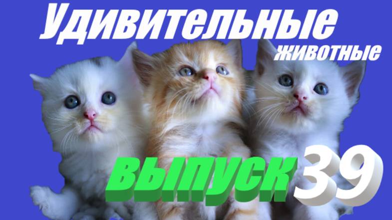 Удивительные животные выпуск 39 #сезонконтентаRUTUBE