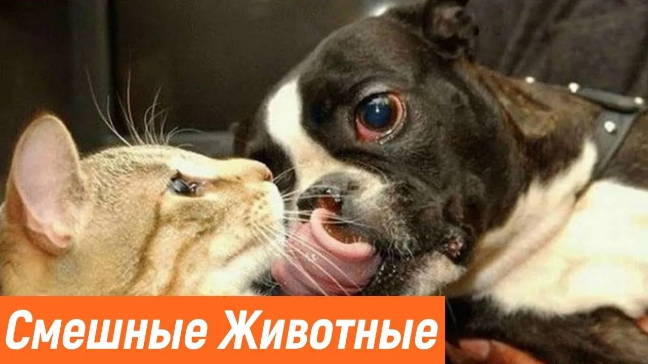 СМЕШНЫЕ ВИДЕОПРИКОЛЫ |Смешные моменты с животными |Я РЖАЛ ДО СЛЕЗ|ПОДБОРКА ПРИКОЛОВ