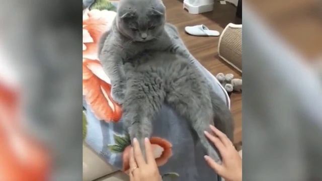 Смешные животные, часть 7