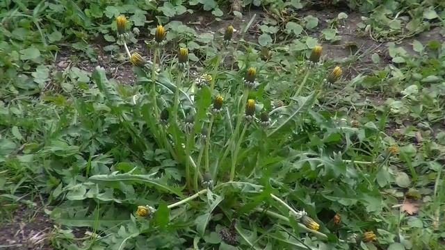 Прекрасные цветы часть 10