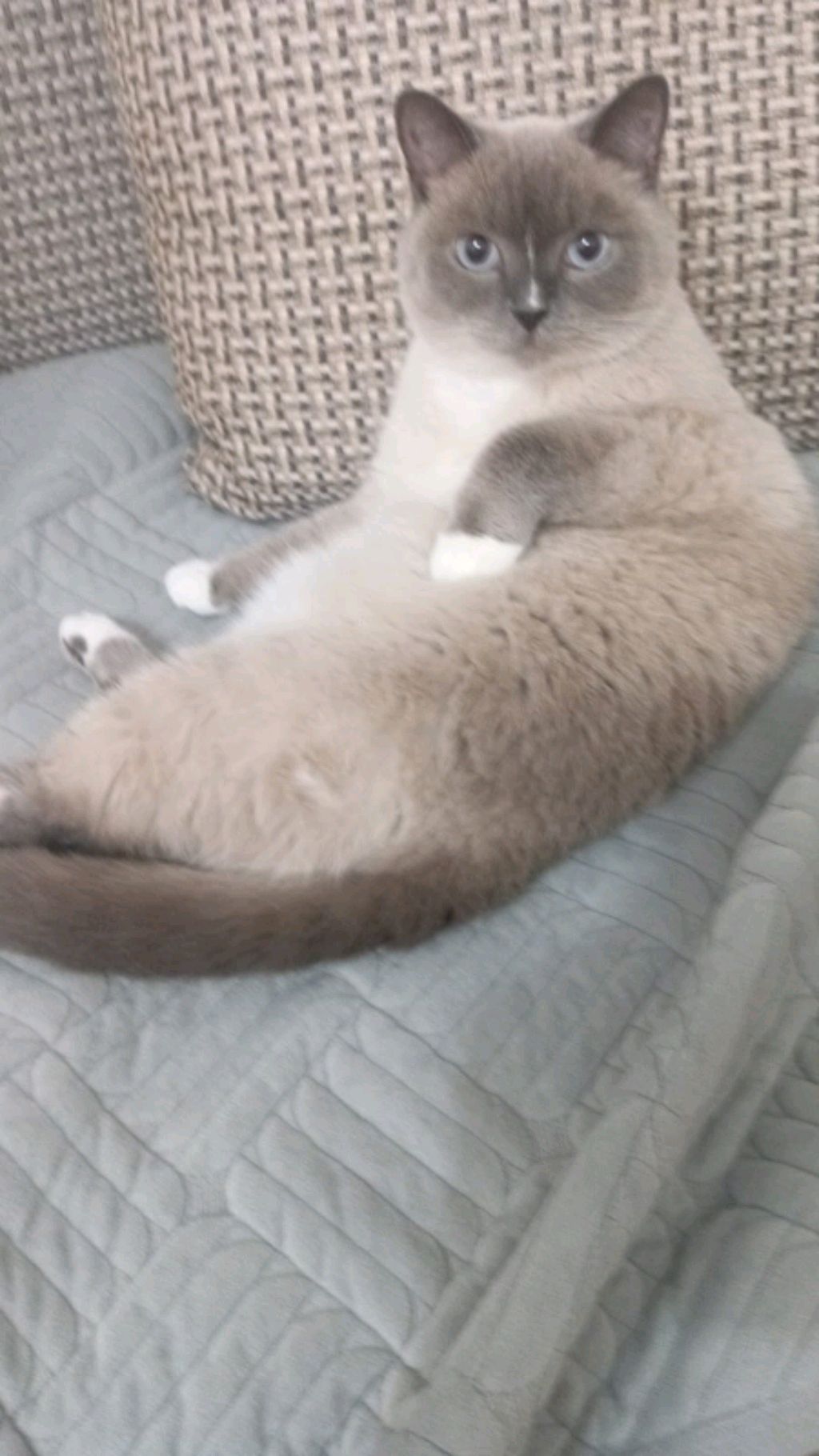 лалвл