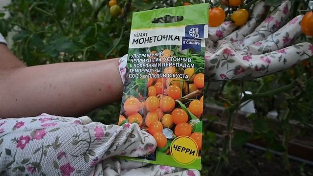 Какие томаты понравились, какие нет. Обзор моих томатов