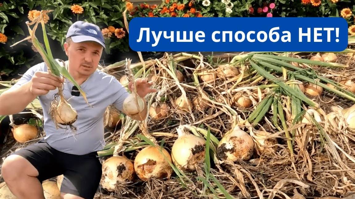 Лучший способ выращивания лука- равных ему нет! А это урожай с него.