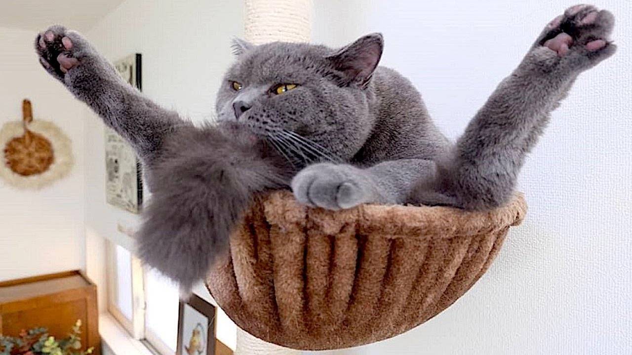 ПРИКОЛЫ С ЖИВОТНЫМИ ДО СЛЕЗ #122 Смешные КОТЫ И СОБАКИ  Приколы