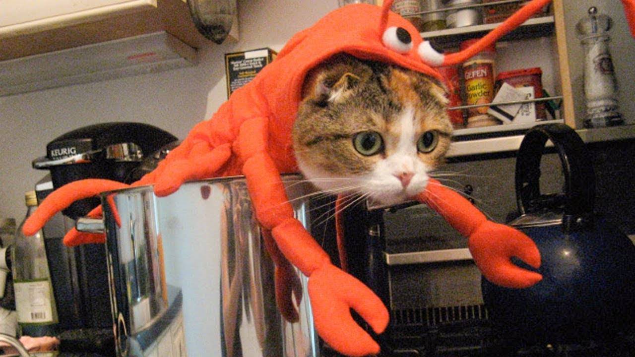 ПРИКОЛЫ С ЖИВОТНЫМИ ДО СЛЕЗ #123 Смешные КОТЫ И СОБАКИ Приколы
