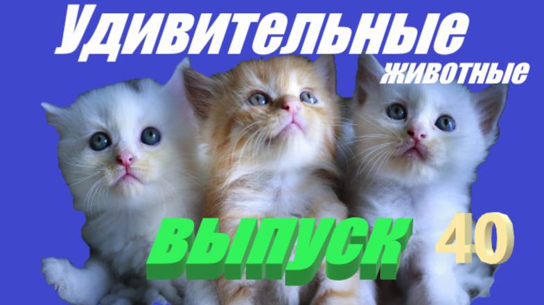 Удивительные животные выпуск 40 #юмор #развлечения