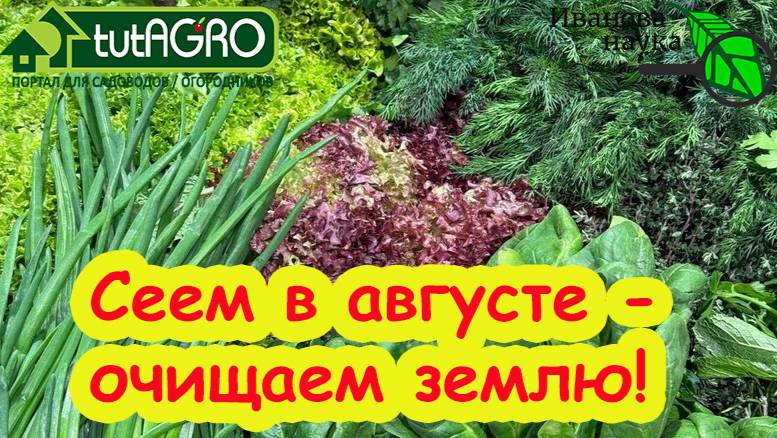 СИДЕРАТ - ЛАКОМСТВО! Вот что можно посеять в августе на свободные участки и выгнать фитофтору.