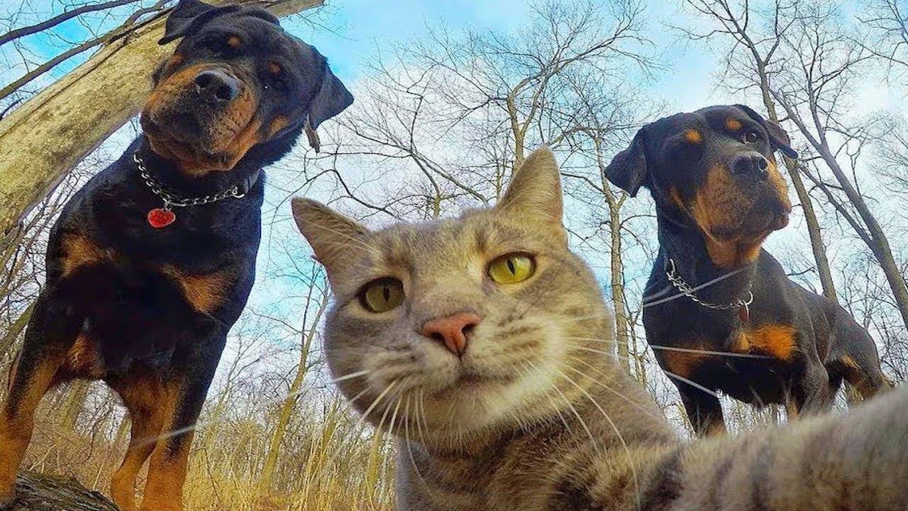 ПРИКОЛЫ С ЖИВОТНЫМИ ДО СЛЕЗ #127 Смешные КОТЫ И СОБАКИ Приколы