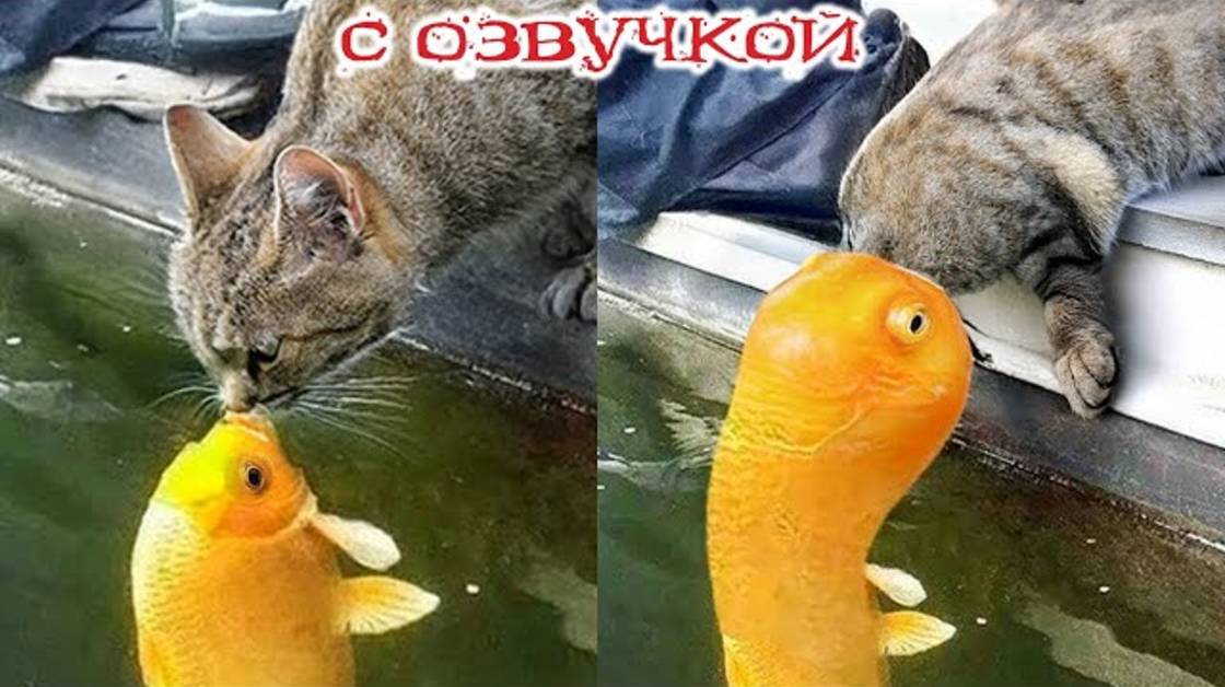 Приколы с котами! С ОЗВУЧКОЙ! САМЫЕ СМЕШНЫЕ ЖИВОТНЫЕ! Смешные коты! До слез!