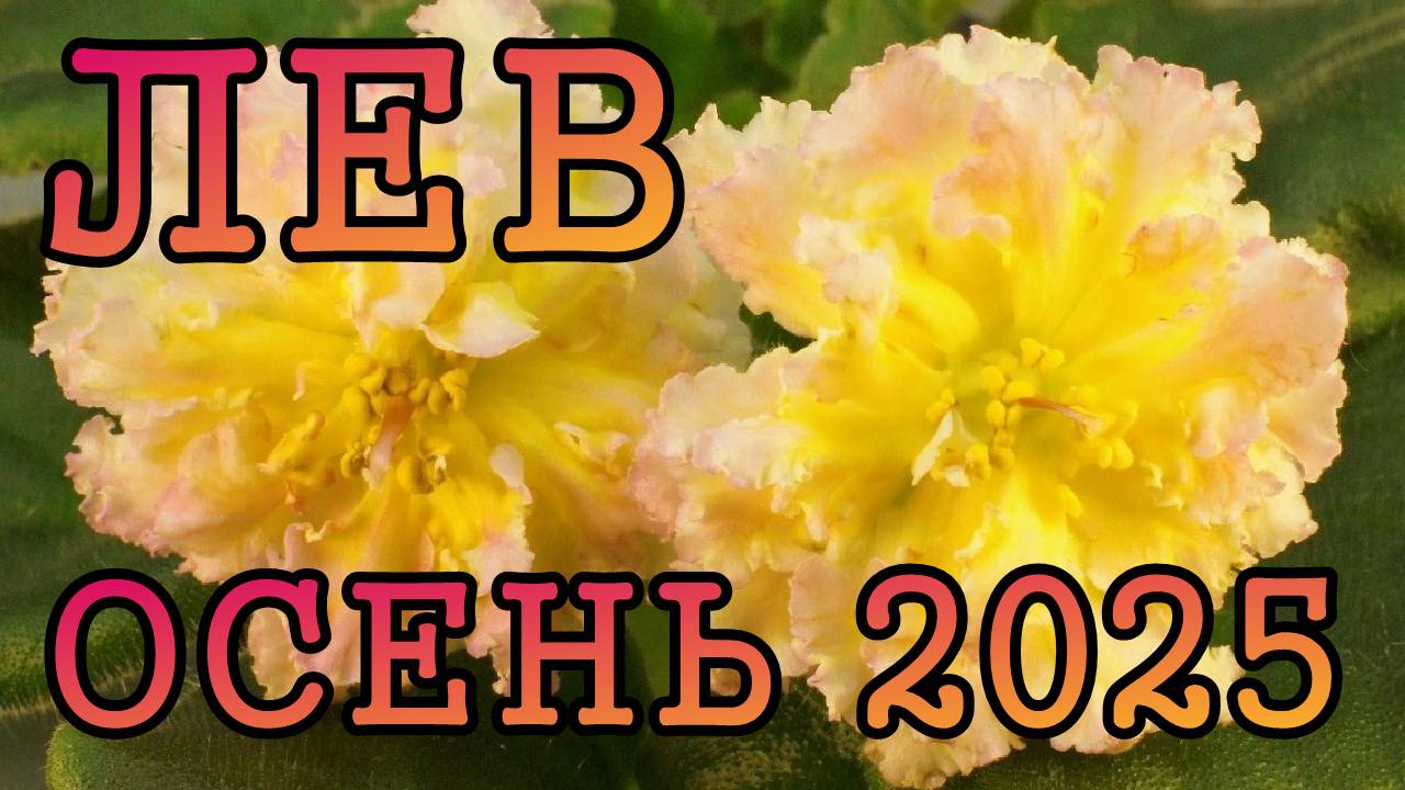ЛЕВ таро прогноз на ОСЕНЬ 2025 года (сентябрь, октябрь, ноябрь).