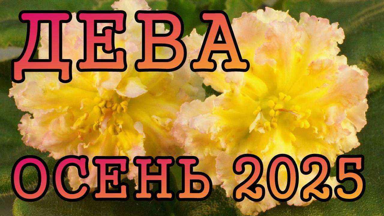 ДЕВА таро прогноз на ОСЕНЬ 2025 года (сентябрь, октябрь, ноябрь).