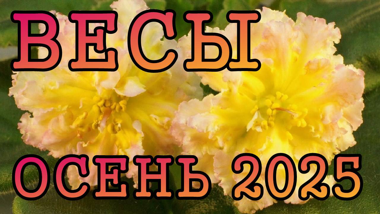 ВЕСЫ таро прогноз на ОСЕНЬ 2025 года (сентябрь, октябрь, ноябрь).